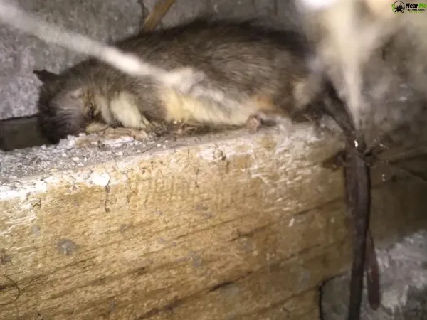 Dead Rat Removal Laceys Creek